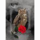 GREETING CARD BIRDS  Misty Moon Owl
